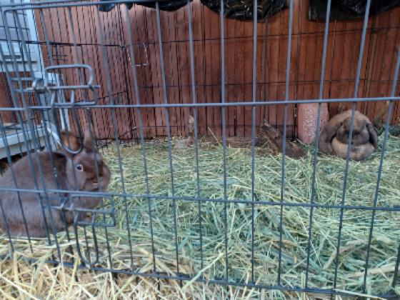 add your oc with my bunnies