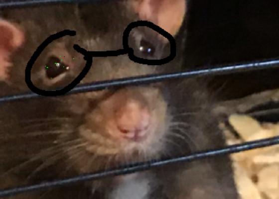 my cute rat 1
