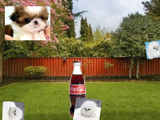 Coke puppy Challenge