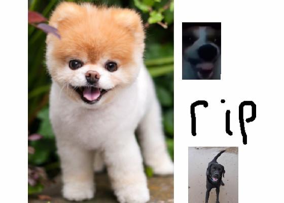 rip the goofy god 1 1