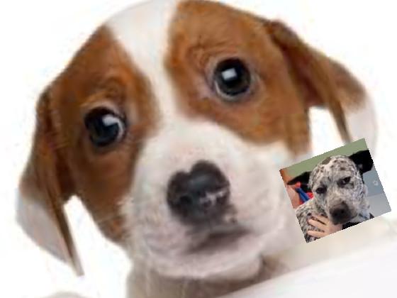 dog song cute - part three 1