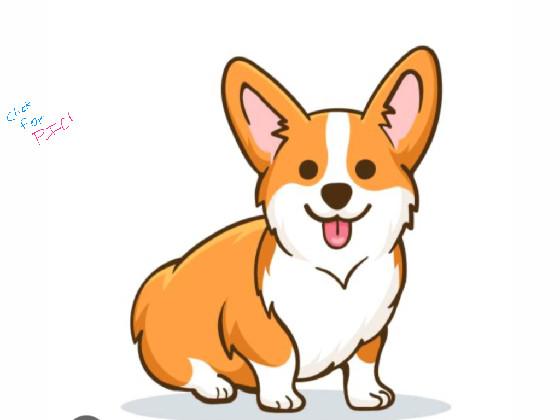 cute corgi