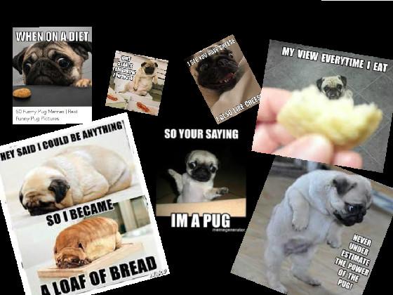 Pug memes funny 1 1