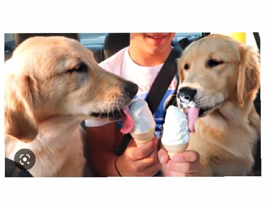 Ice cream dogs!🍦🐕‍🦺