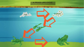 A frogs life cycle