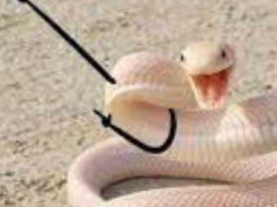The Snake Game 1