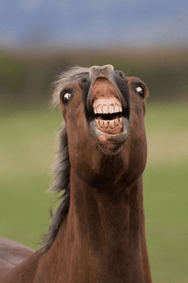 funny horse 1 1