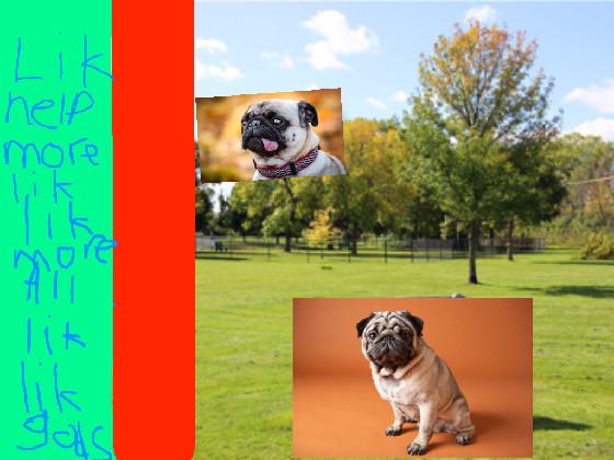 pug clicker 1