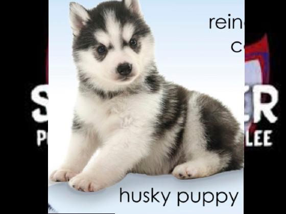 Sunflower Song 1 1 1