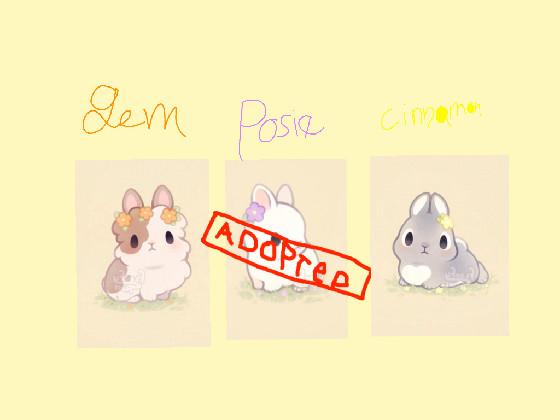 cute bunny adoption center 1