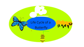 Life Cycle of a Butterfly