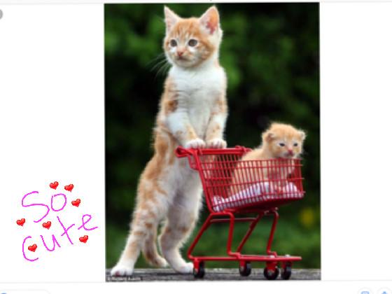 TRY NOT TO SAY,”AWW”  1