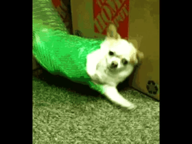 Chihuahua Spin
