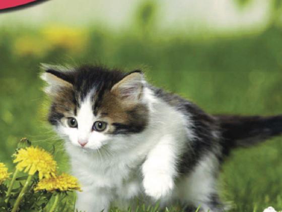 Cutes kittens in the world