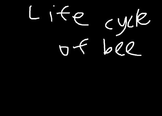 Life cycle of bee