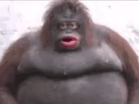 Fat Eating Gorilla