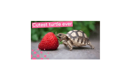 cutest turtle ever