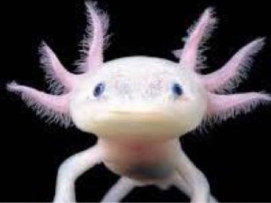 look at my axolotl