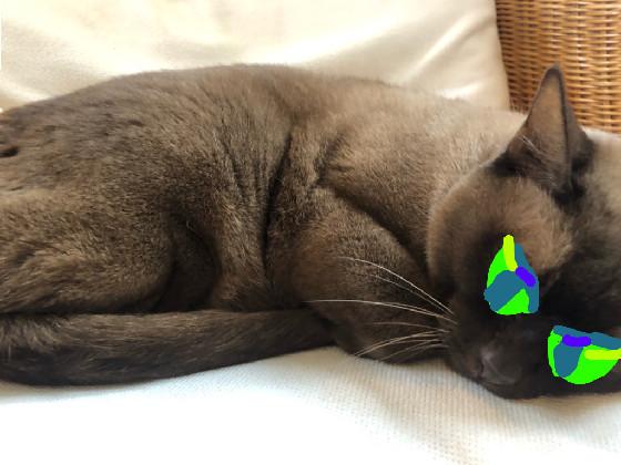 Yes this is my cat