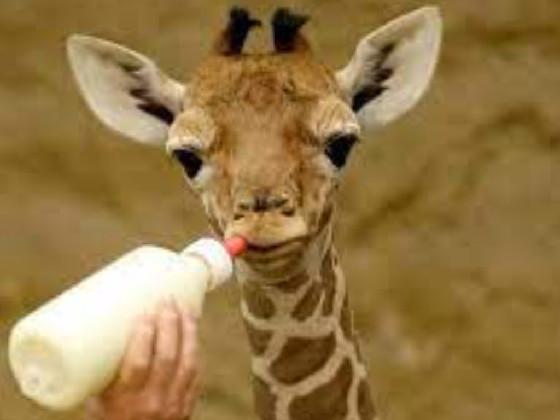 weird ditto thing 2 1