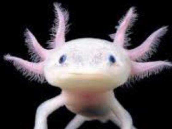 look at my axolotl 1
