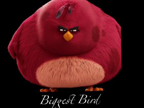 Da biggest bird 1