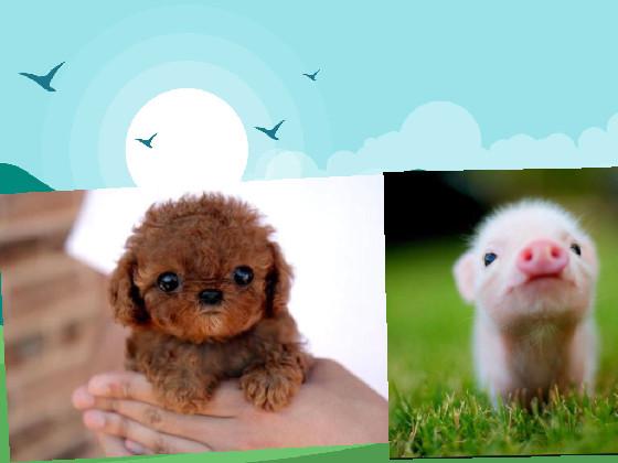 cutest dog and pig 1