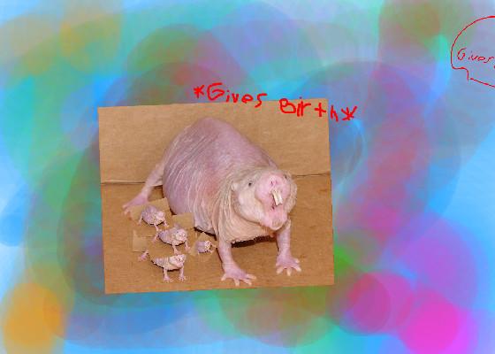 OMG A RAT PREGNANT 1