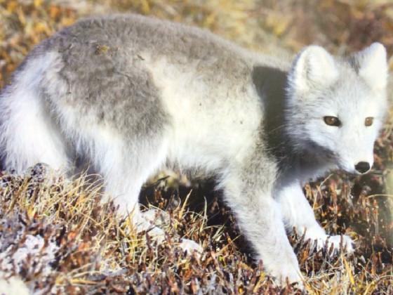 What does a fox say