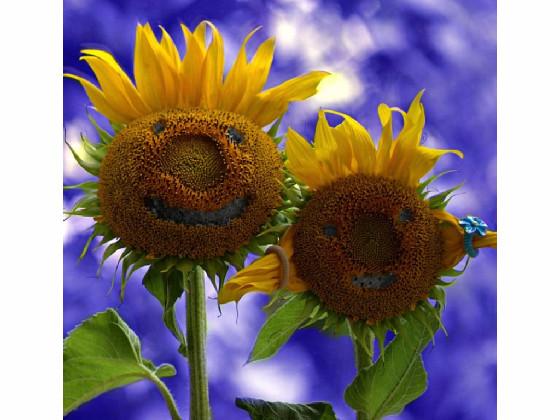 Sunflower Song smiling