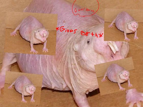 OMG A RAT PREGNANT 1 1 1