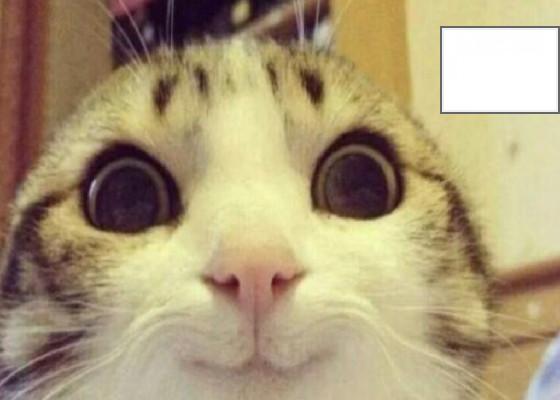 When your cat is sus 1 1