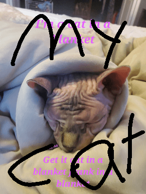 My cat (do not re-mix)
