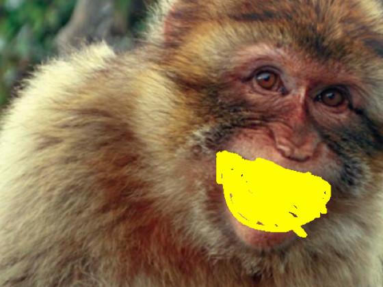 monkey eats lemon and dies 1