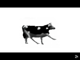 POLISH COW meme