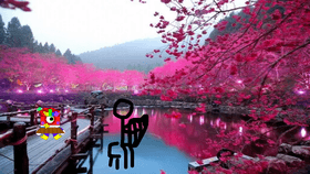 Cherry Blossom Pond (1)