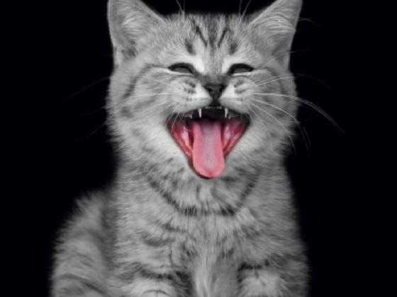 CUTEST KITTEN EVER! 🐈