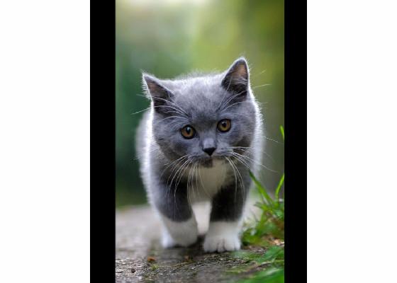 Play this trapping game👅