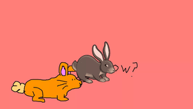 Rabbit slideshow