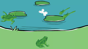 Life Cycle of a Frog
