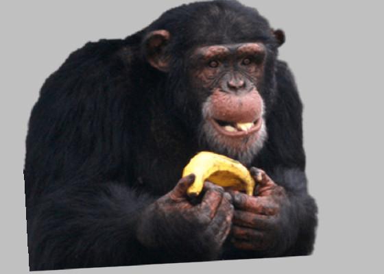 stay away from a chimp 1 1