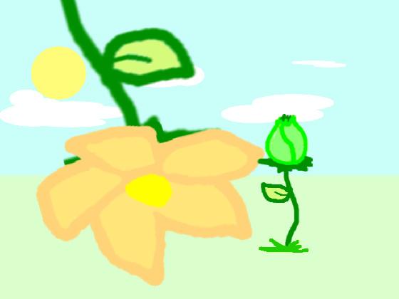 Bloom