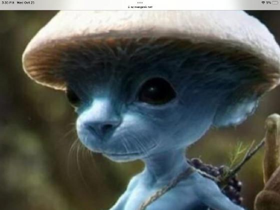 Smurf Cat 🐱💙 1 1