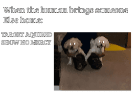 Random dog meme