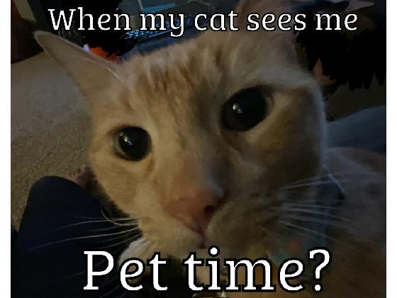 Cat meme