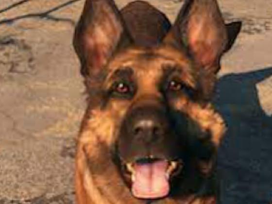 free dogmeat giveaway
