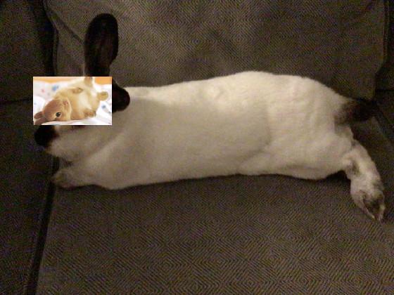 Spinning Bunny