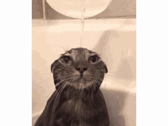 Cat memes