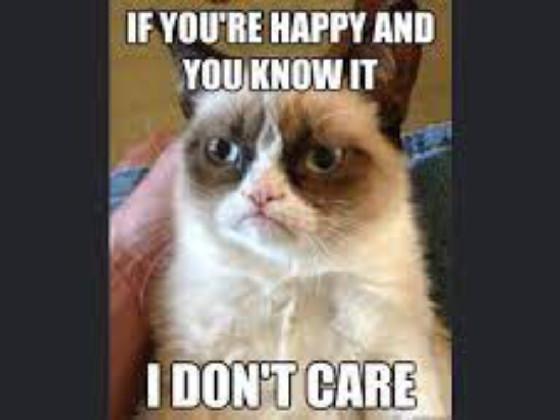 cat memes 2