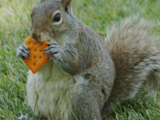 squirrels